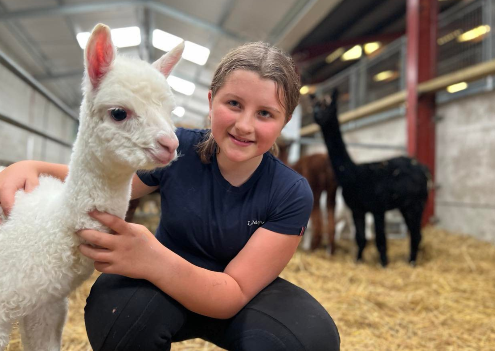 Meet “Sydney” the adorable baby alpaca